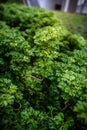 Shrubs: Geranium Aralia: Polyscias Guilfoylei